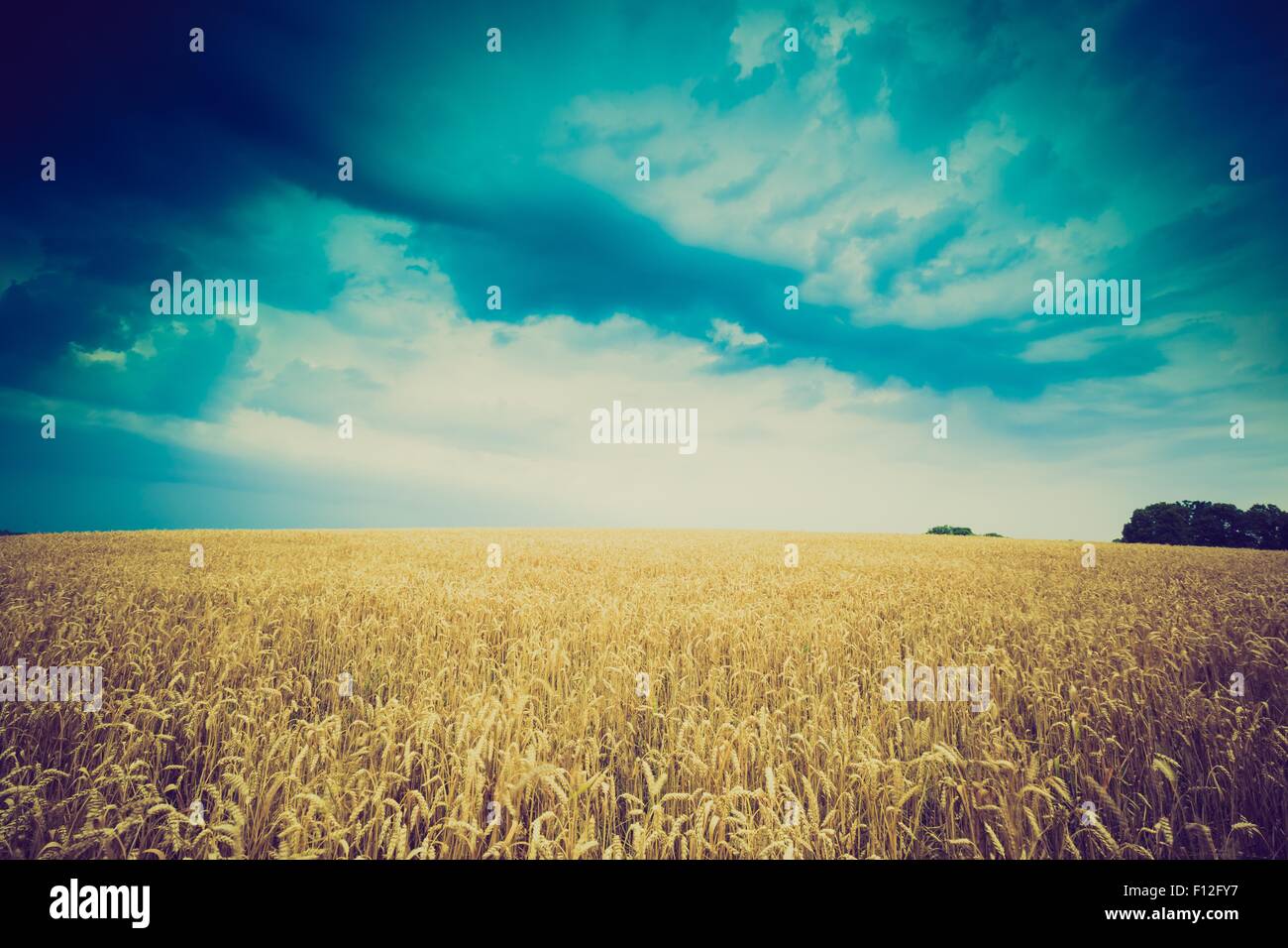 Vintage photo of storm clouds over wheat field. Danger weather with ...
