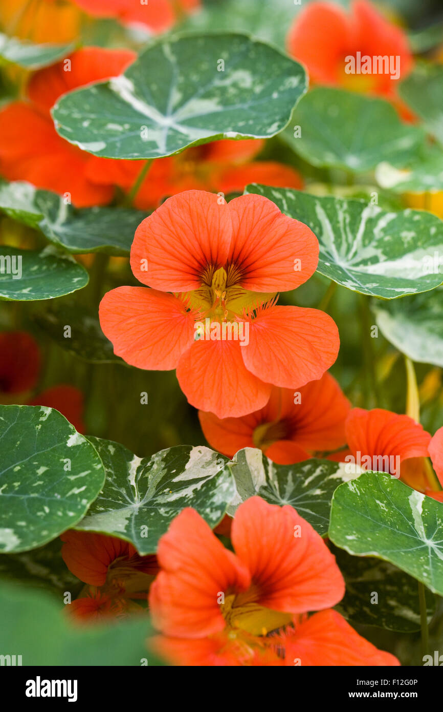 Nasturtium tropaeolum nasturtiums close up hires stock photography and