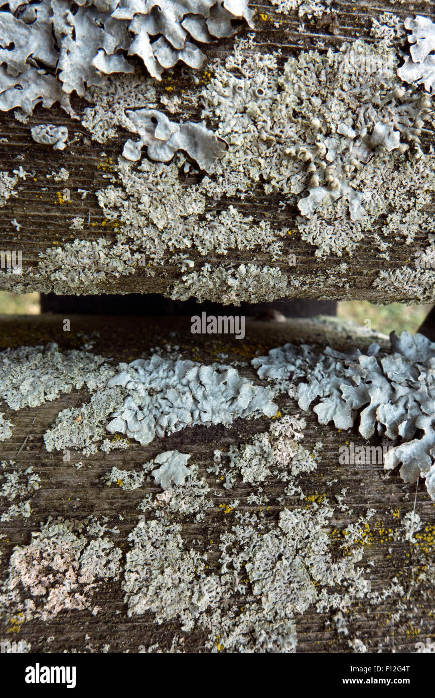 Growth of lichen on wooden steps. Stock Photo