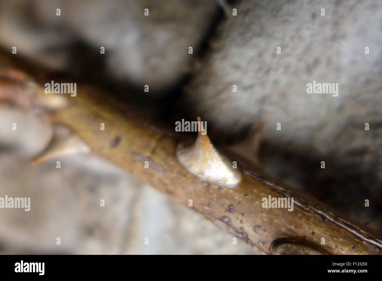 Rose thorn pain hires stock photography and images Alamy