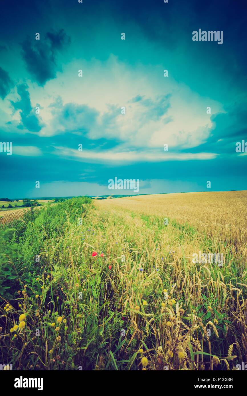 Vintage photo of storm clouds over wheat field. Danger weather with ...