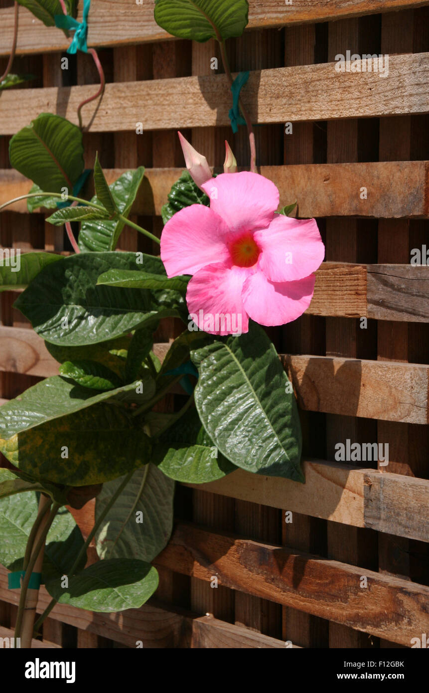 Pink Trumpet Flower Stock Photo