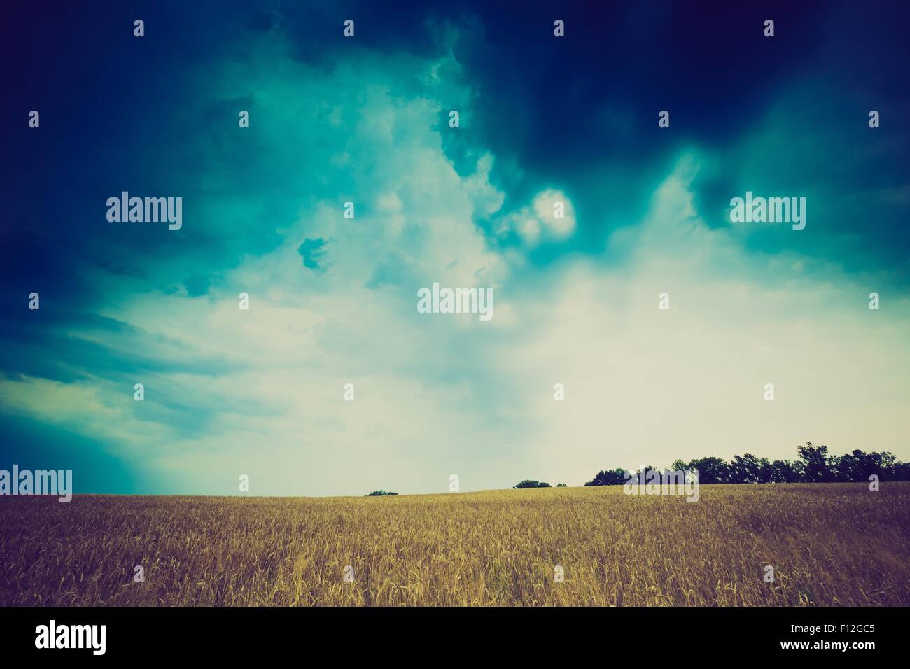 Vintage photo of storm clouds over wheat field. Danger weather with ...