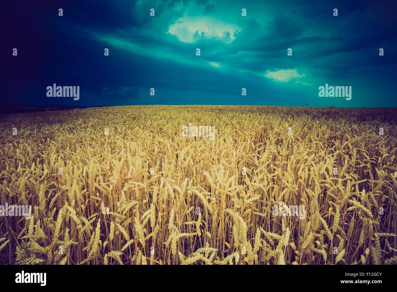 Vintage photo of storm clouds over wheat field. Danger weather with ...
