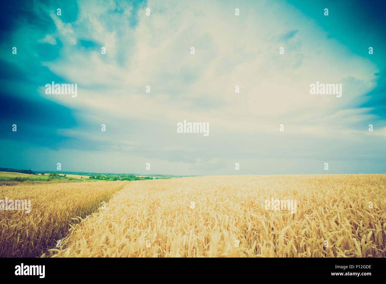 Vintage photo of storm clouds over wheat field. Danger weather with ...