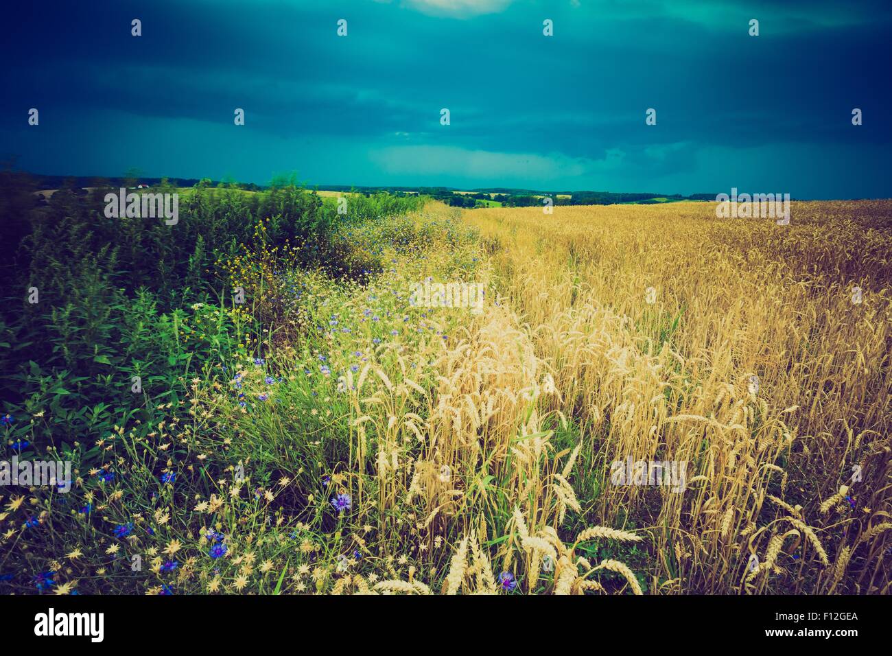 Vintage photo of storm clouds over wheat field. Danger weather with ...