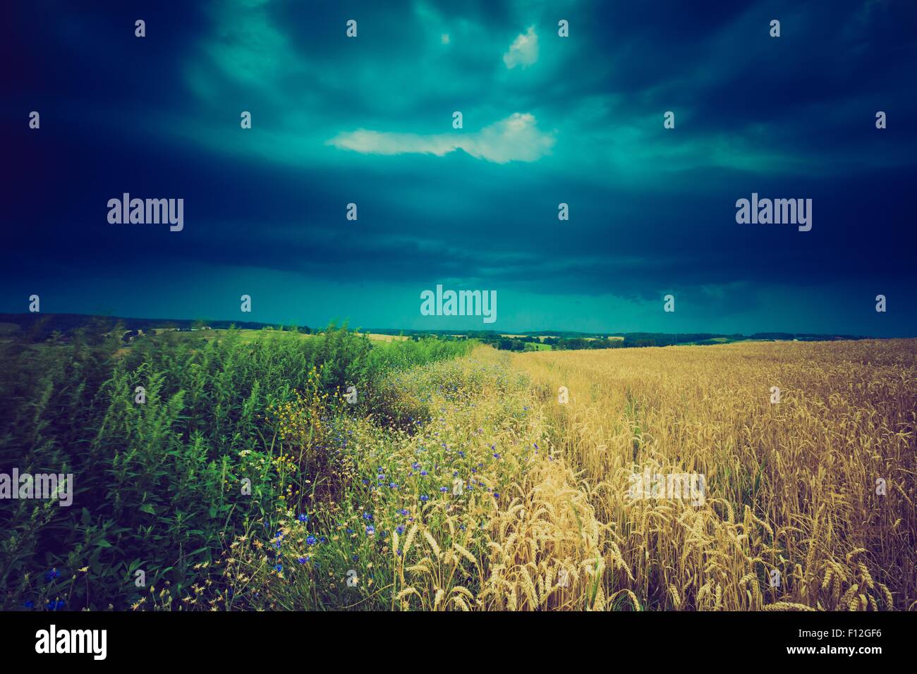 Vintage photo of storm clouds over wheat field. Danger weather with ...