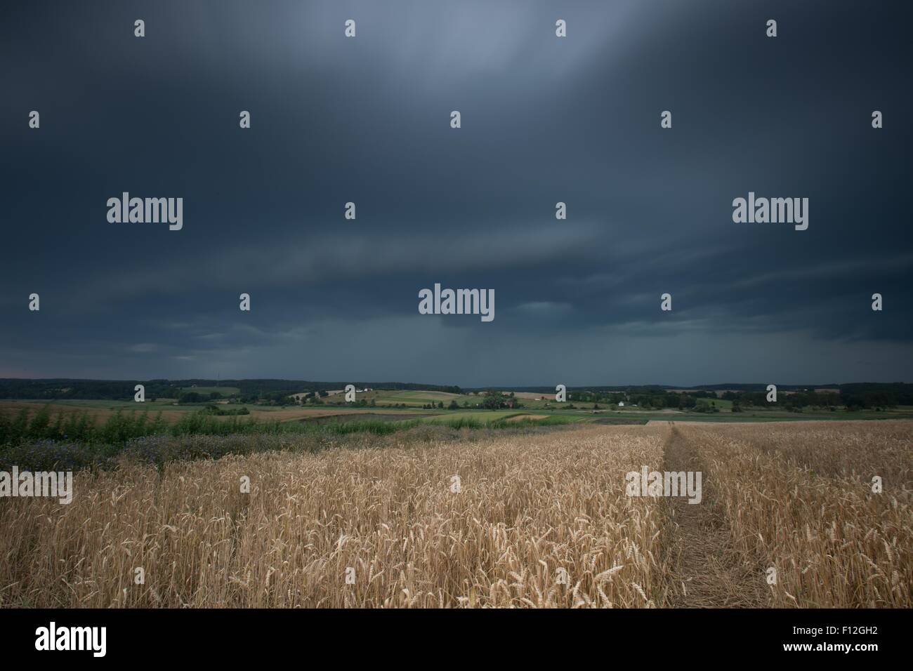 Vintage photo of storm clouds over wheat field. Danger weather with ...
