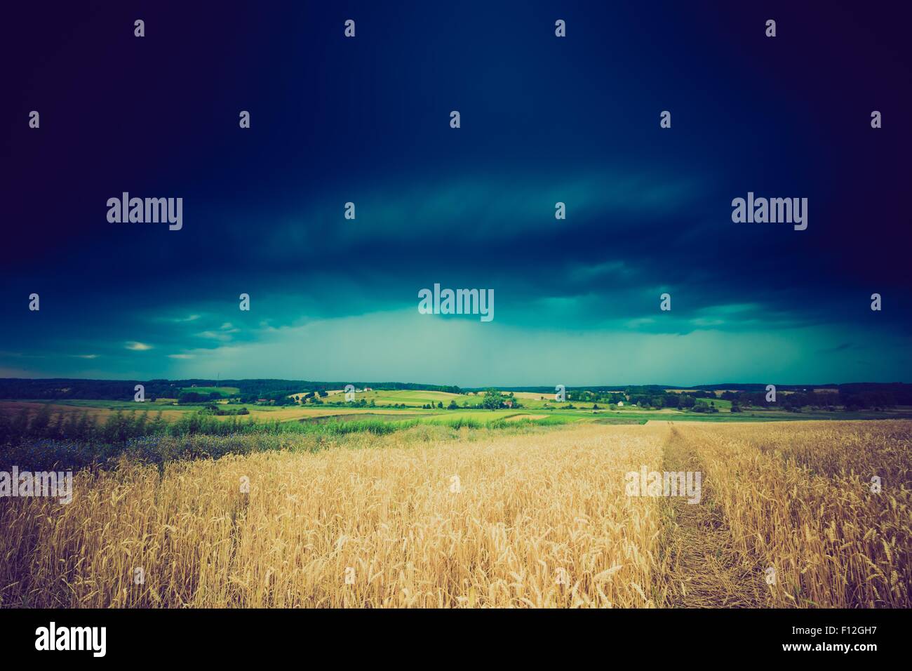 Vintage photo of storm clouds over wheat field. Danger weather with ...