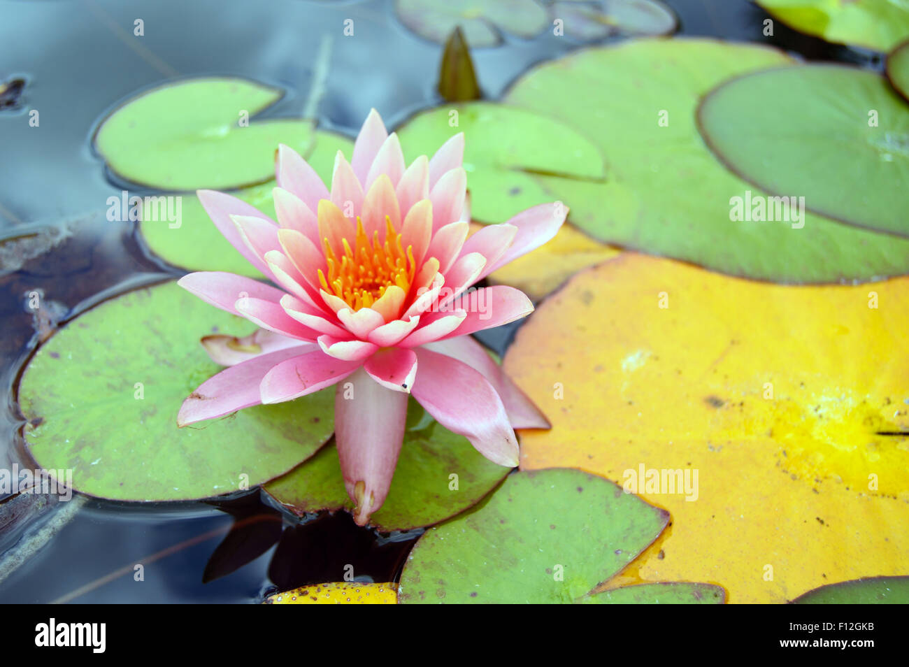 Lily on a pond hi-res stock photography and images - Alamy