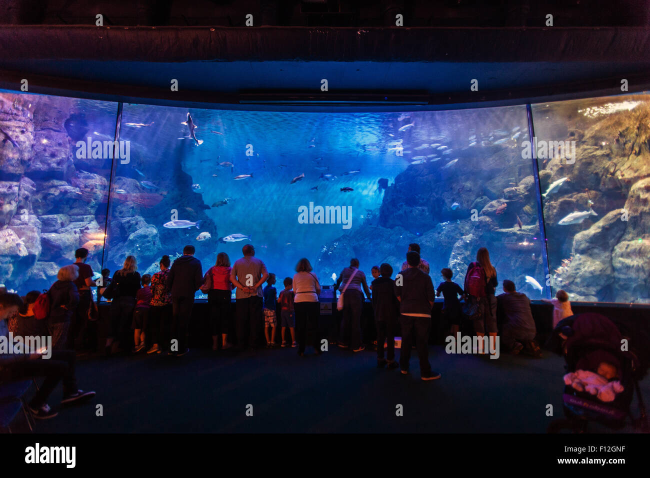 Plymouth Aquarium Hi res Stock Photography And Images Alamy plymouth-aquarium-hi-res-stock-photography-and-images-alamy