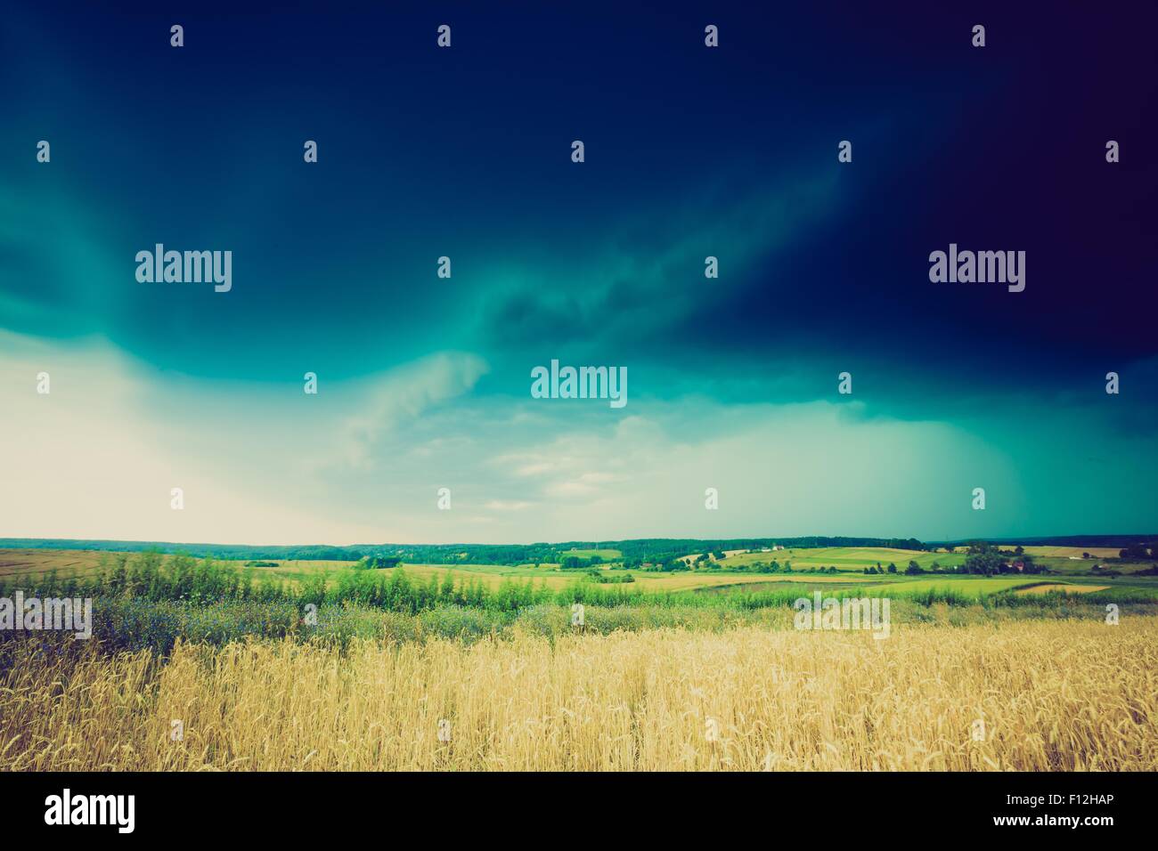 Vintage photo of storm clouds over wheat field. Danger weather with ...