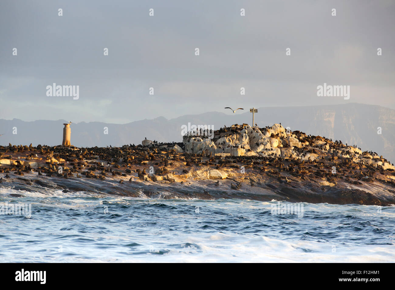 Seal Island at Mossel Bay, South Africa Stock Photo