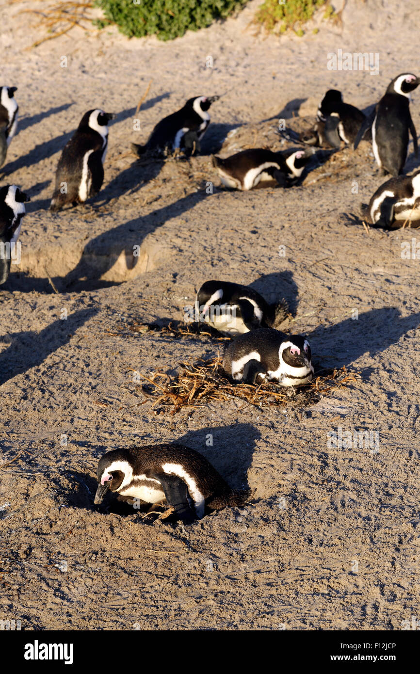 African penguin colony nesting on sandy beach Stock Photo