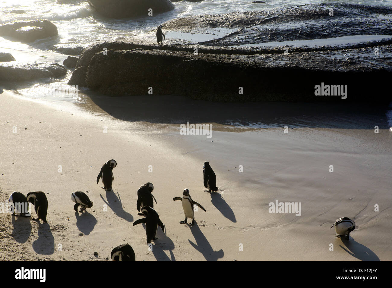 African penguin (Spheniscus demersus) colony at Boulders Beach, Cape Town Stock Photo