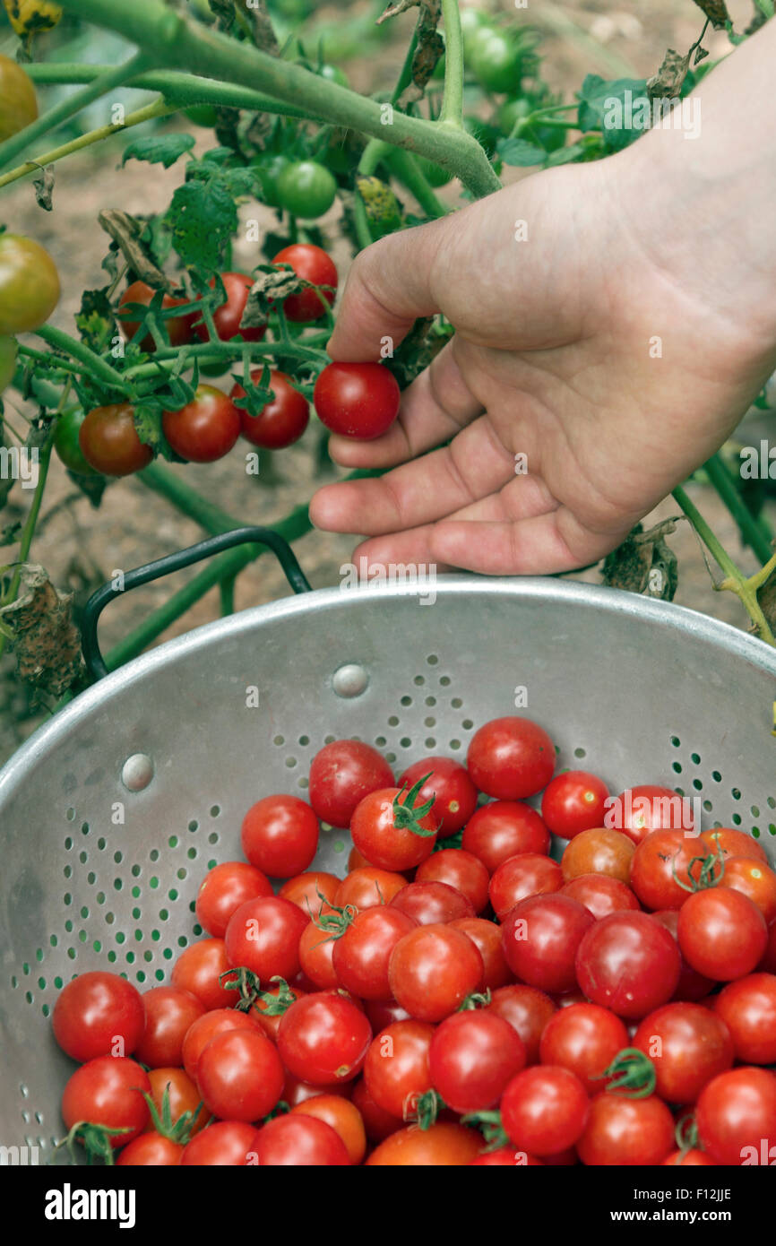 Close up of a female hand picking ripe; organic cherry tomatoes off of ...