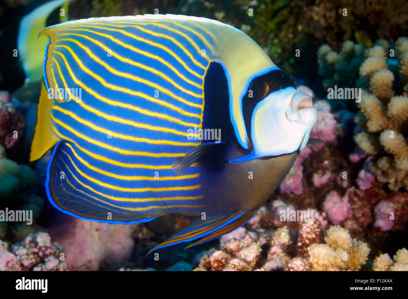 Angelfish swimming on reef hi-res stock photography and images - Alamy