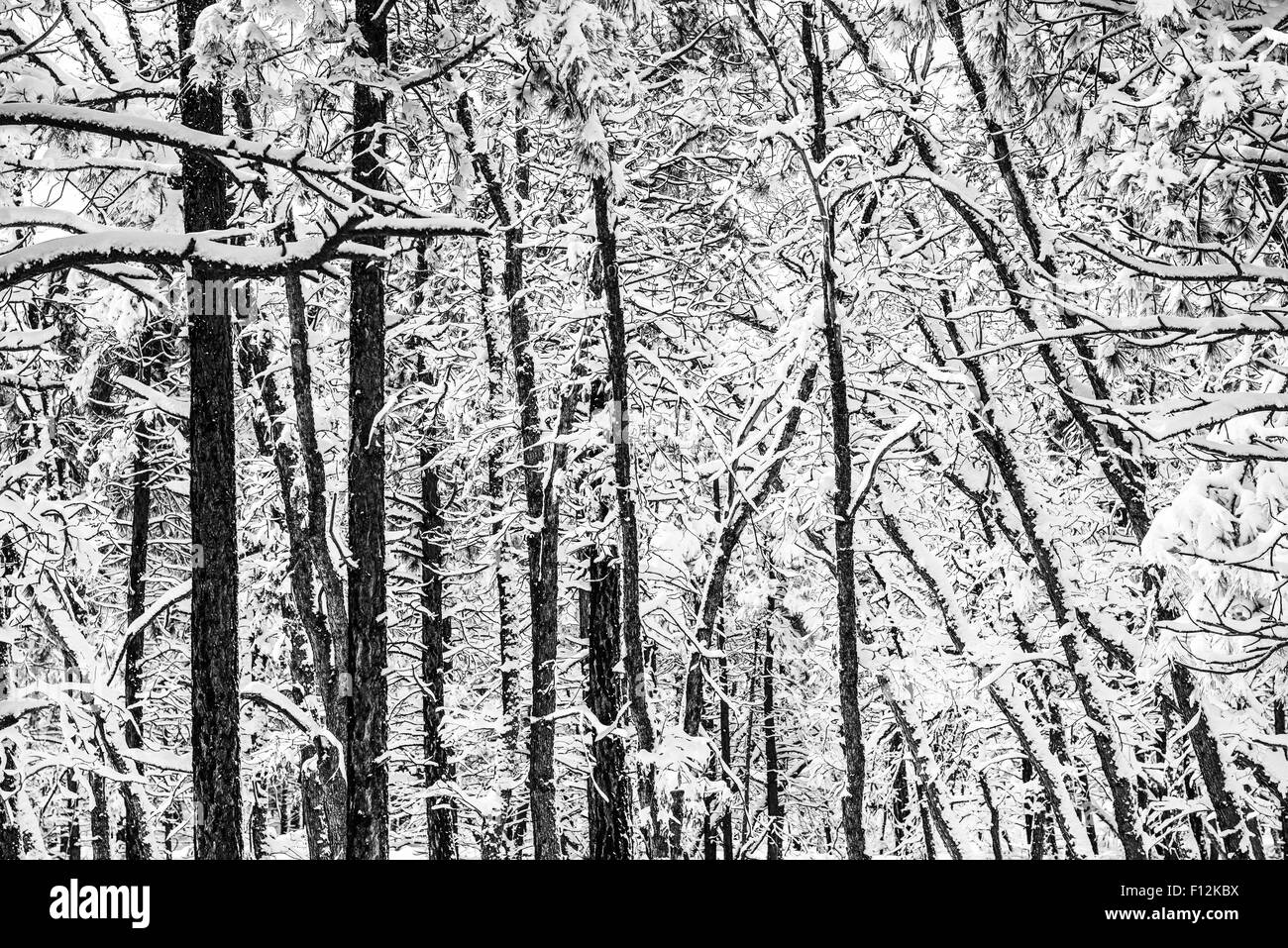 Scenic Winter Forest Pattern. Black and White Winter Forest Theme. Arizona, United States. Stock Photo