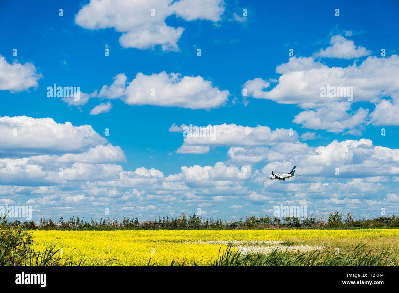 Westjet plane approaching Edmonton International Airport over canola field, Leduc, Edmonton, Alberta, Canada Stock Photo