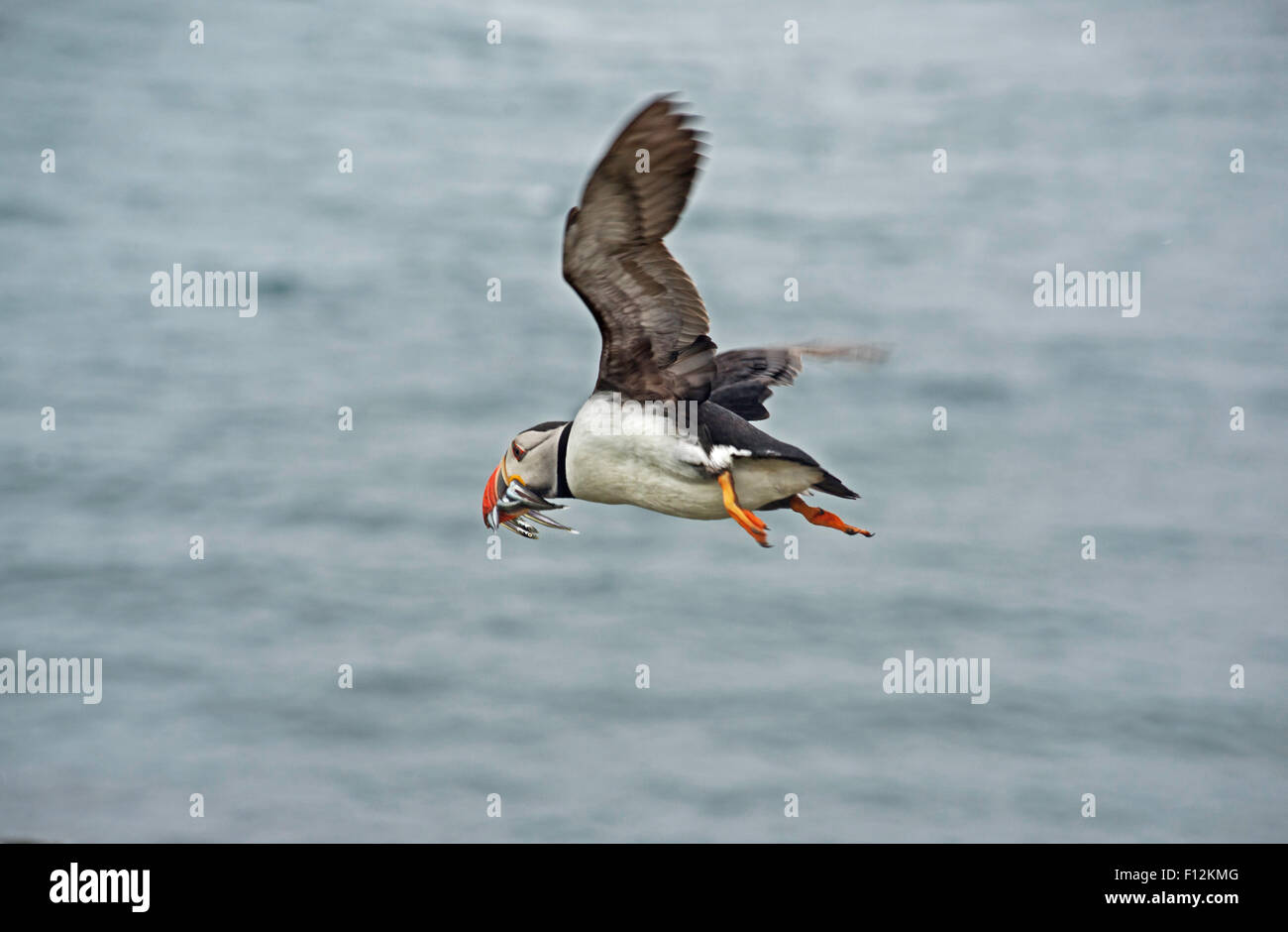 Puffin in flight carrying sand eels Stock Photo