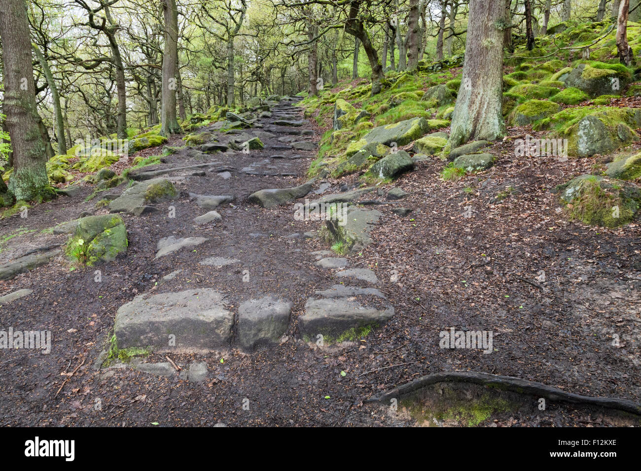 A footpath through the woodland at Padley Gorge, Derbyshire in The Peak District National Park, England, UK Stock Photo