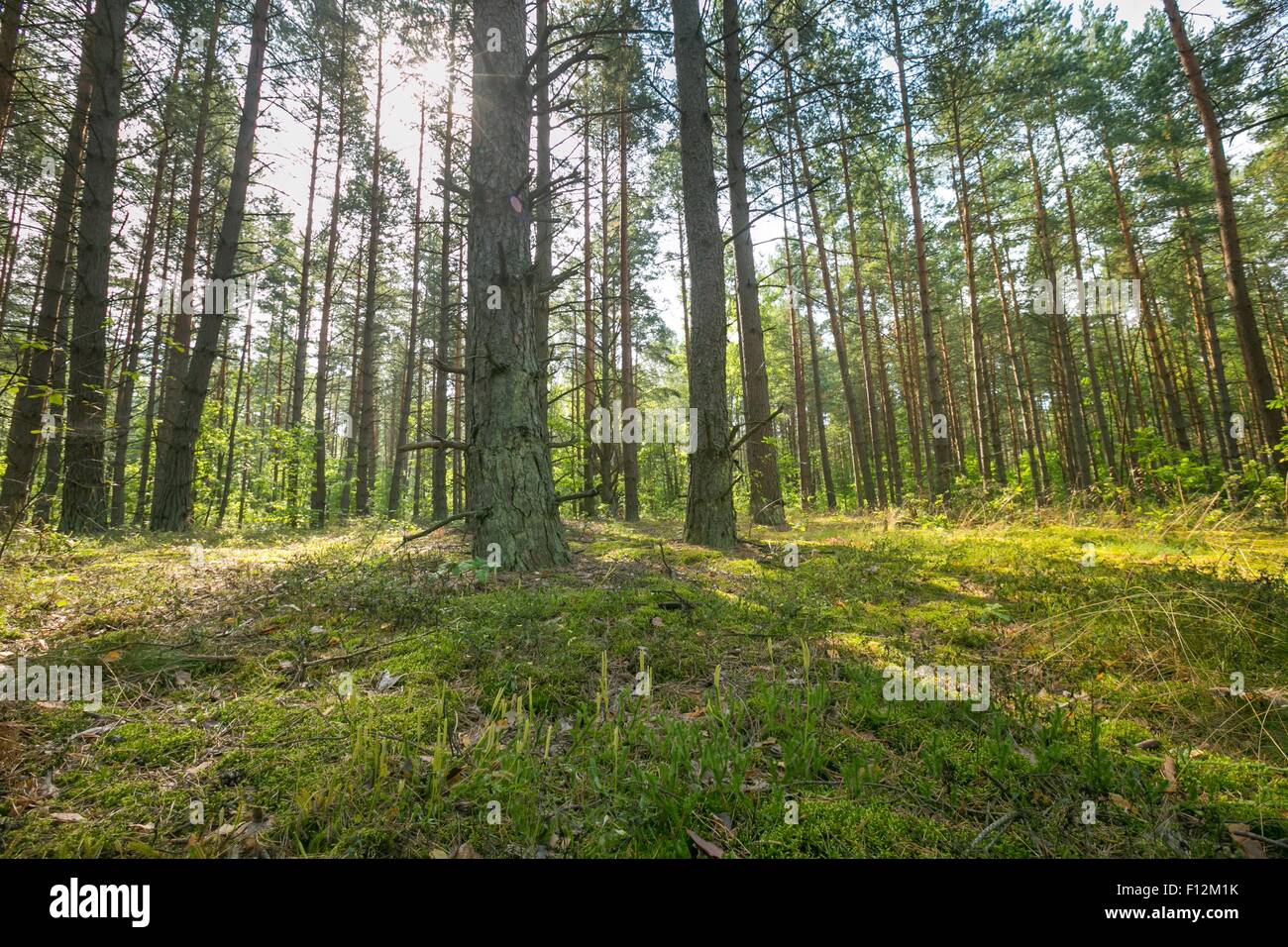 Summer landscape pine forest hi-res stock photography and images - Alamy