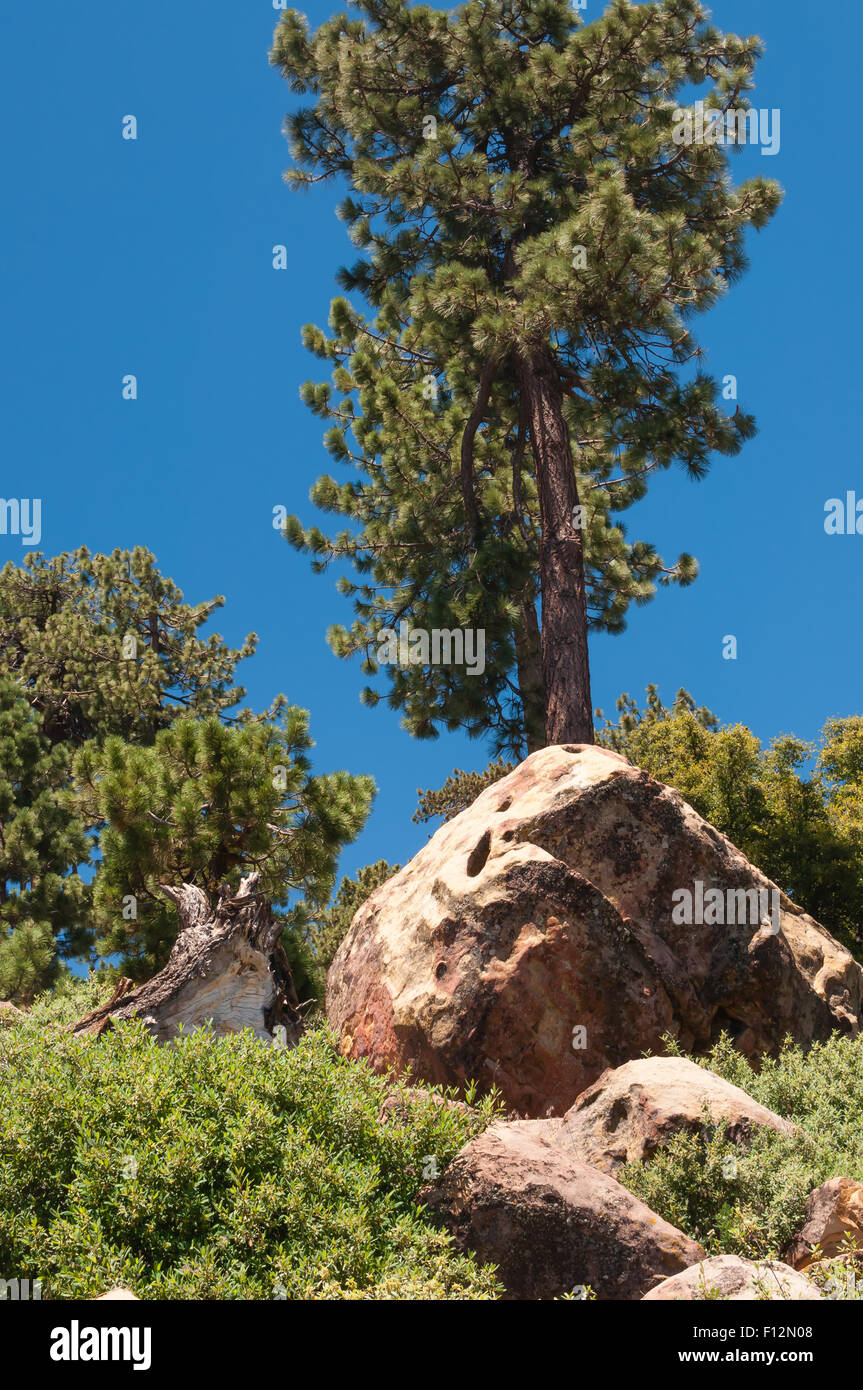 Sugar pine trees surrounded by large boulders in campground Stock Photo