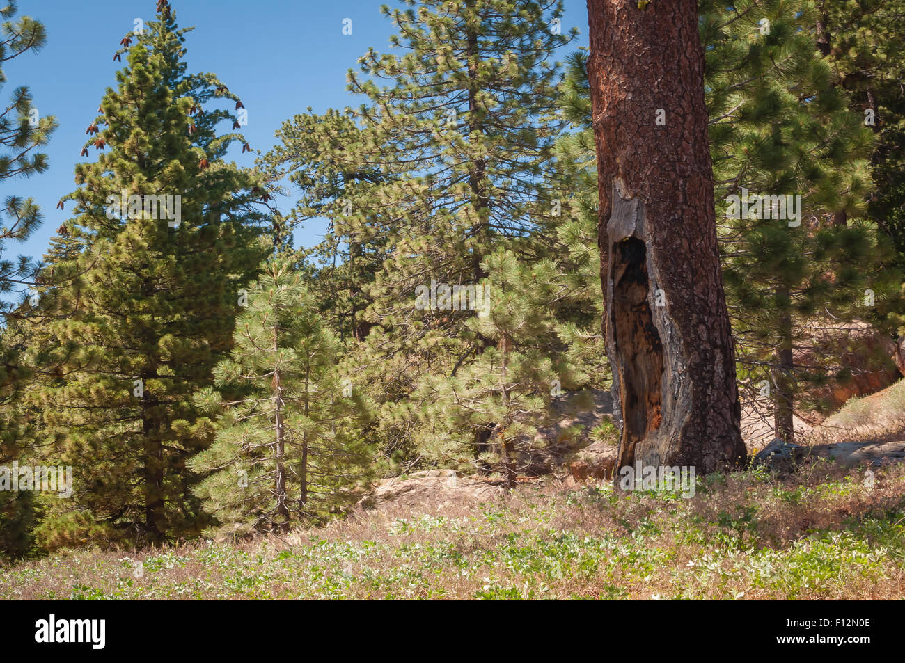 Pines trees at Pine Mountain Campground in Los Padres National Forest Stock Photo