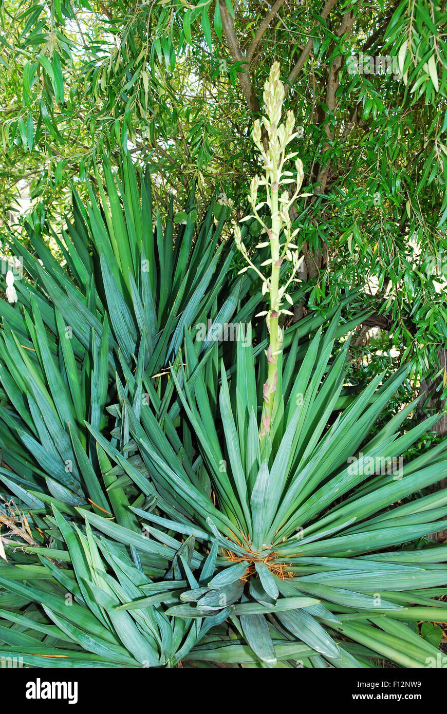 Yucca plant in flower Stock Photo