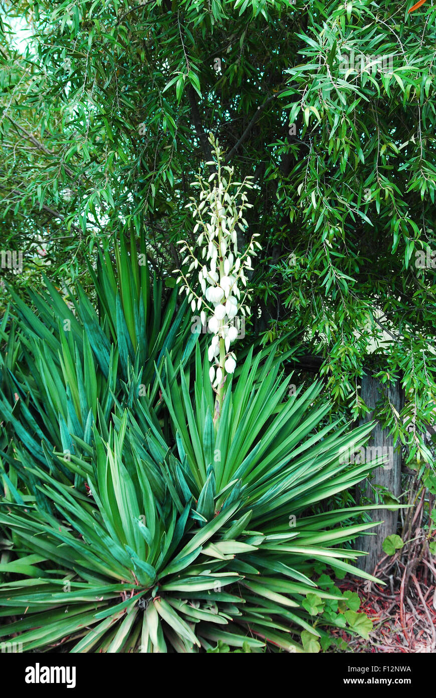 Yucca plant in flower Stock Photo