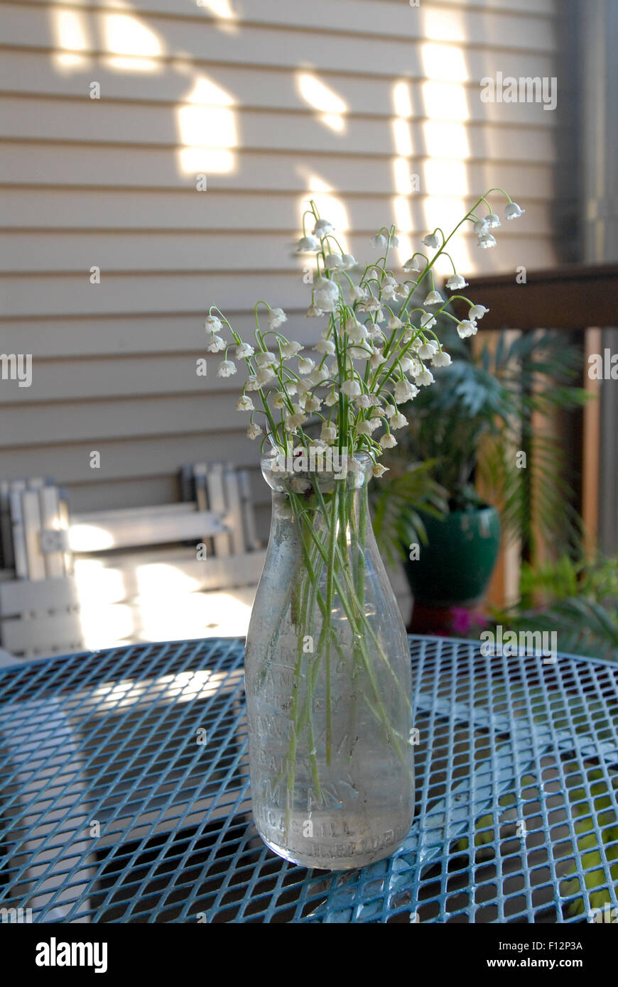 Slightly wilted lily of the valley flowers in old milk bottle. Stock Photo