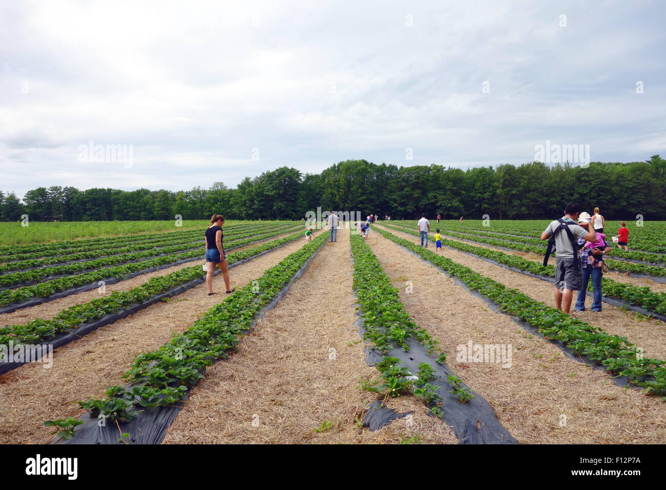 People picking strawberries at a farm in Ontario, Canada Stock Photo ...