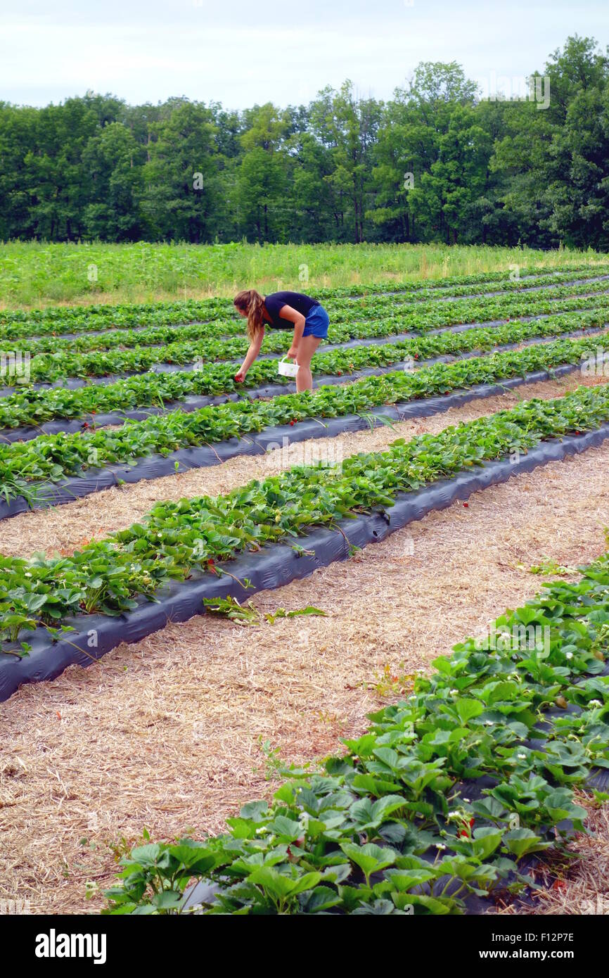 Woman picking strawberries hi-res stock photography and images - Alamy