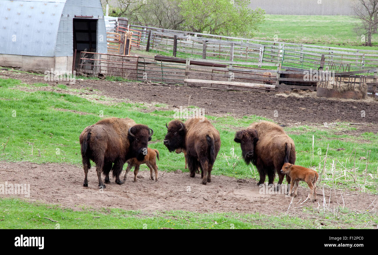 American Bison Grazing Stock Photos & American Bison Grazing Stock