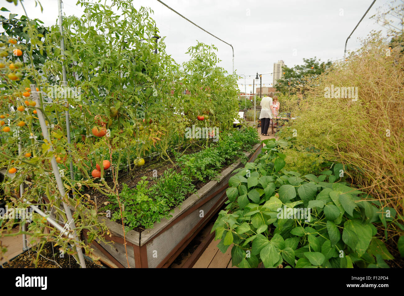 ILLINOIS VEGETABLE GARDEN visual data 6