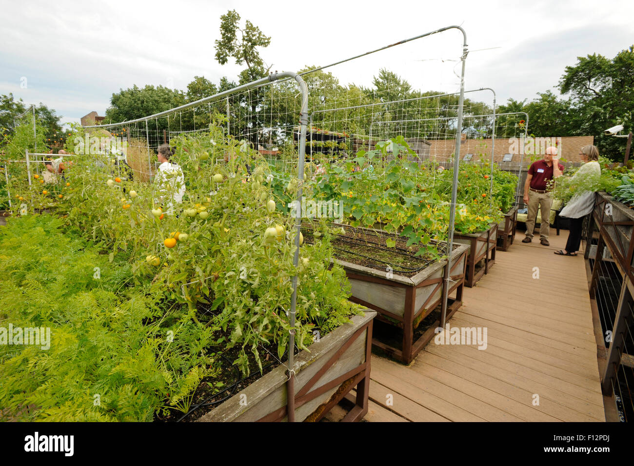 Rooftop vegetable garden above restaurant in Chicago, Illinois Stock