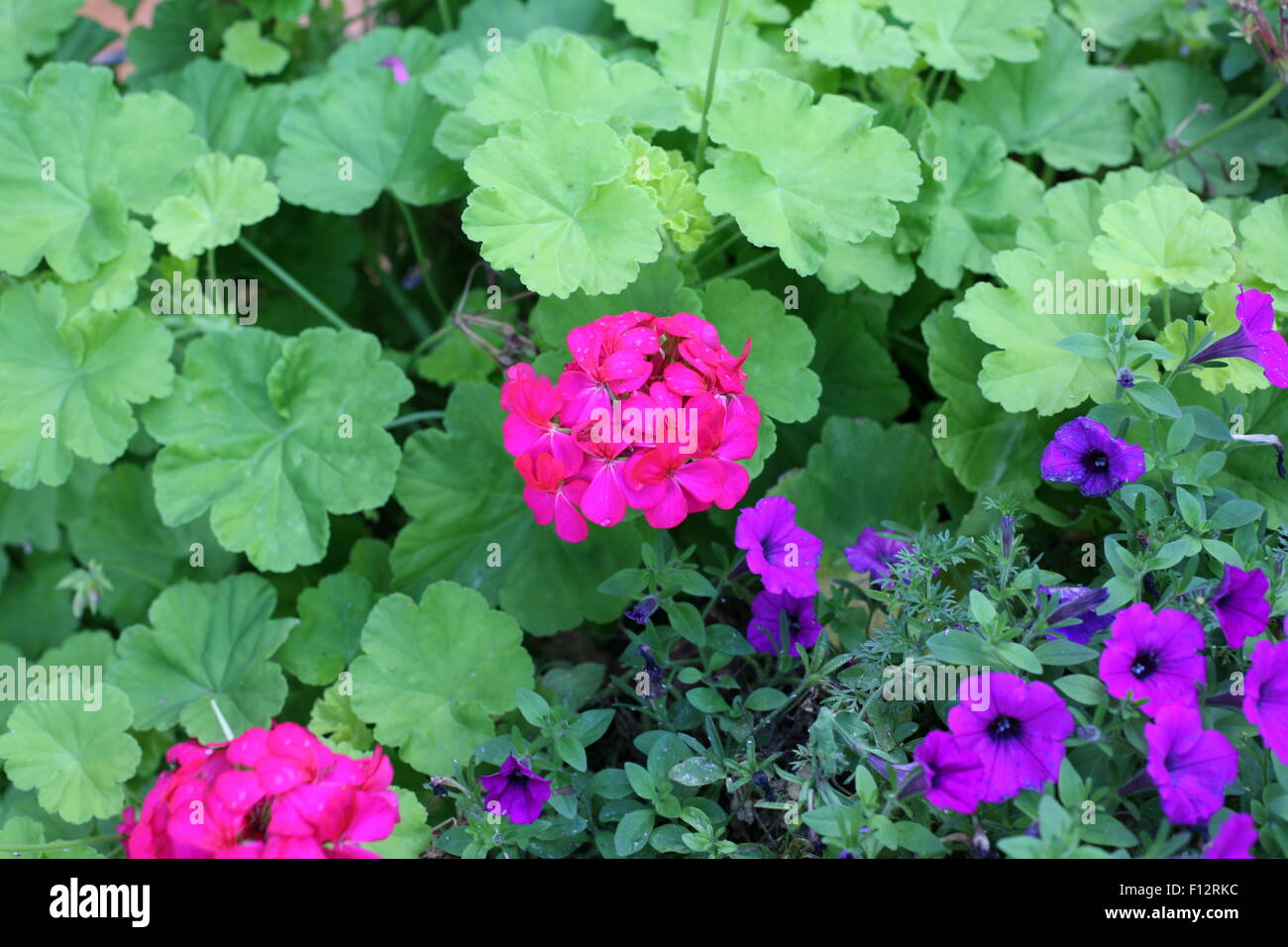 pink and purple flowers in a garden Stock Photo - Alamy