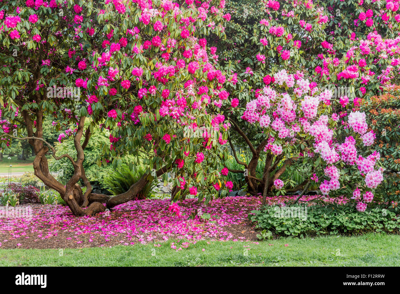 Rhododendrons blooming in Spring, Beacon Hill Park, Victoria, British Columbia, Canada Stock Photo