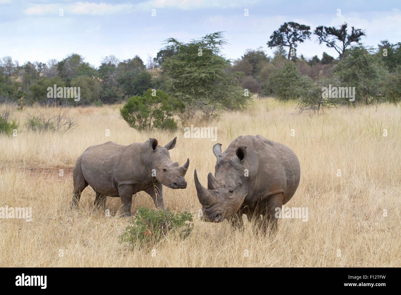 White Rhinos in Kruger National Park, Limpopo Province, South Africa, savanah grasslands Stock Photo
