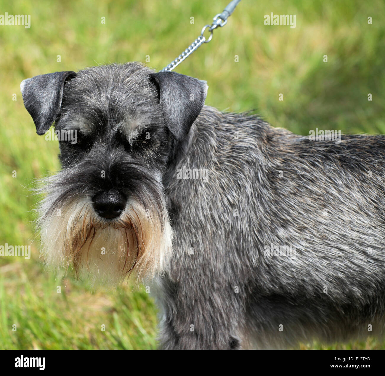 Dog Dressed As Clown High Resolution Stock Photography and Images - Alamy