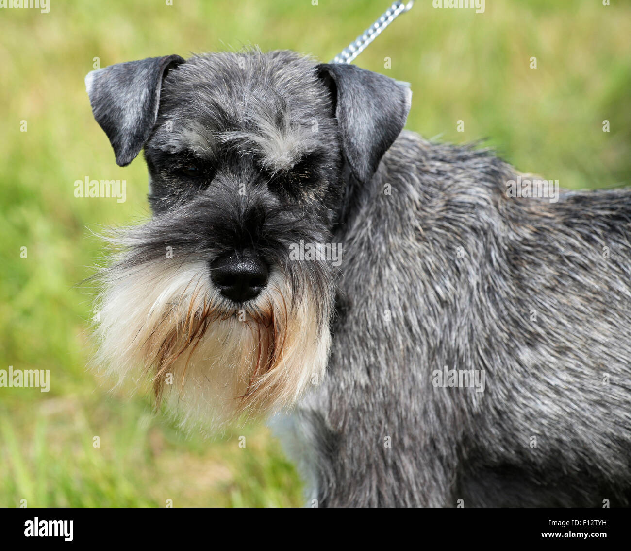 Schnauzer dog show suffolk hires stock photography and images Alamy