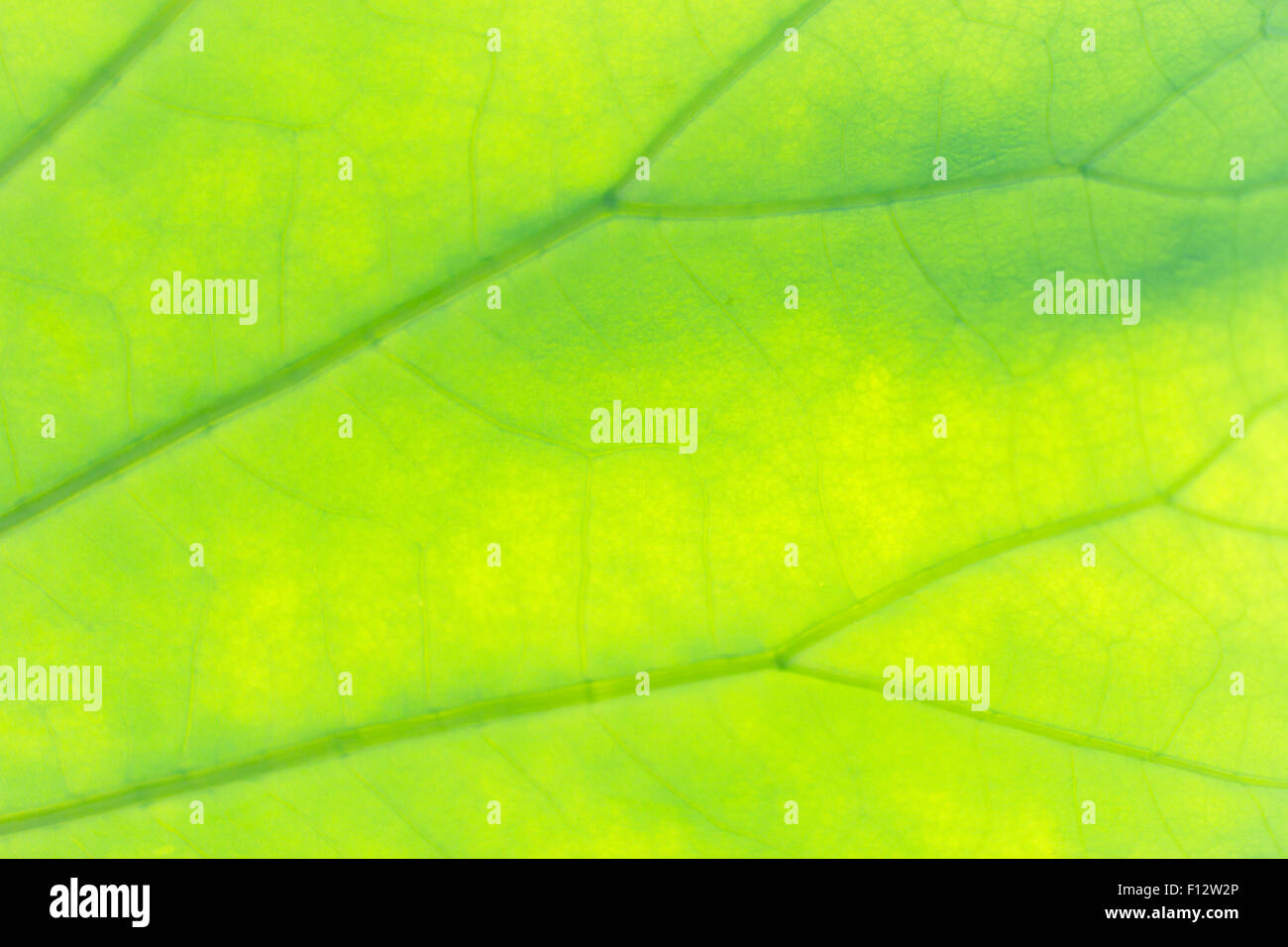 Closeup of a green leaf texture with visible veins Stock Photo - Alamy