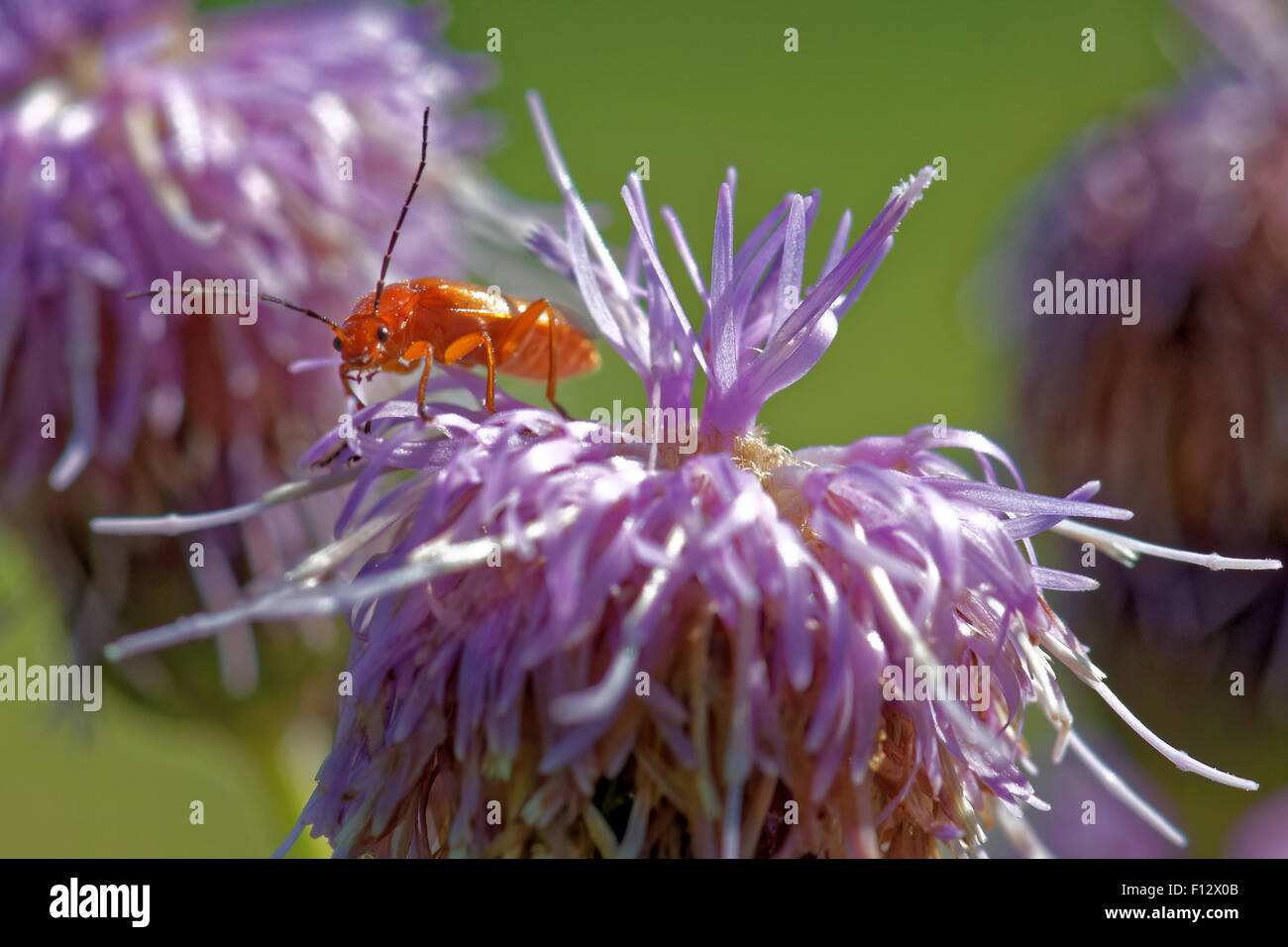 Soldier beetle (Cantharis livida) on thistle flowers Stock Photo