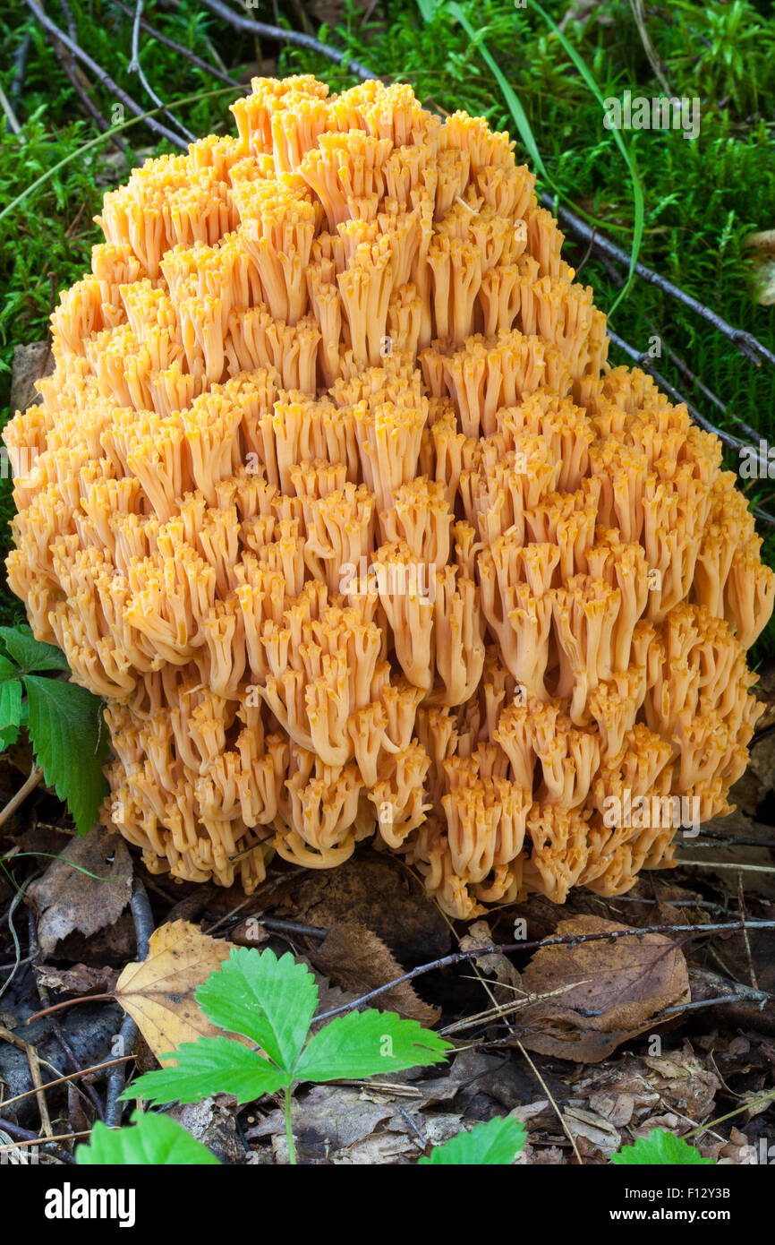 Coral mushroom (Ramaria flava) Stock Photo
