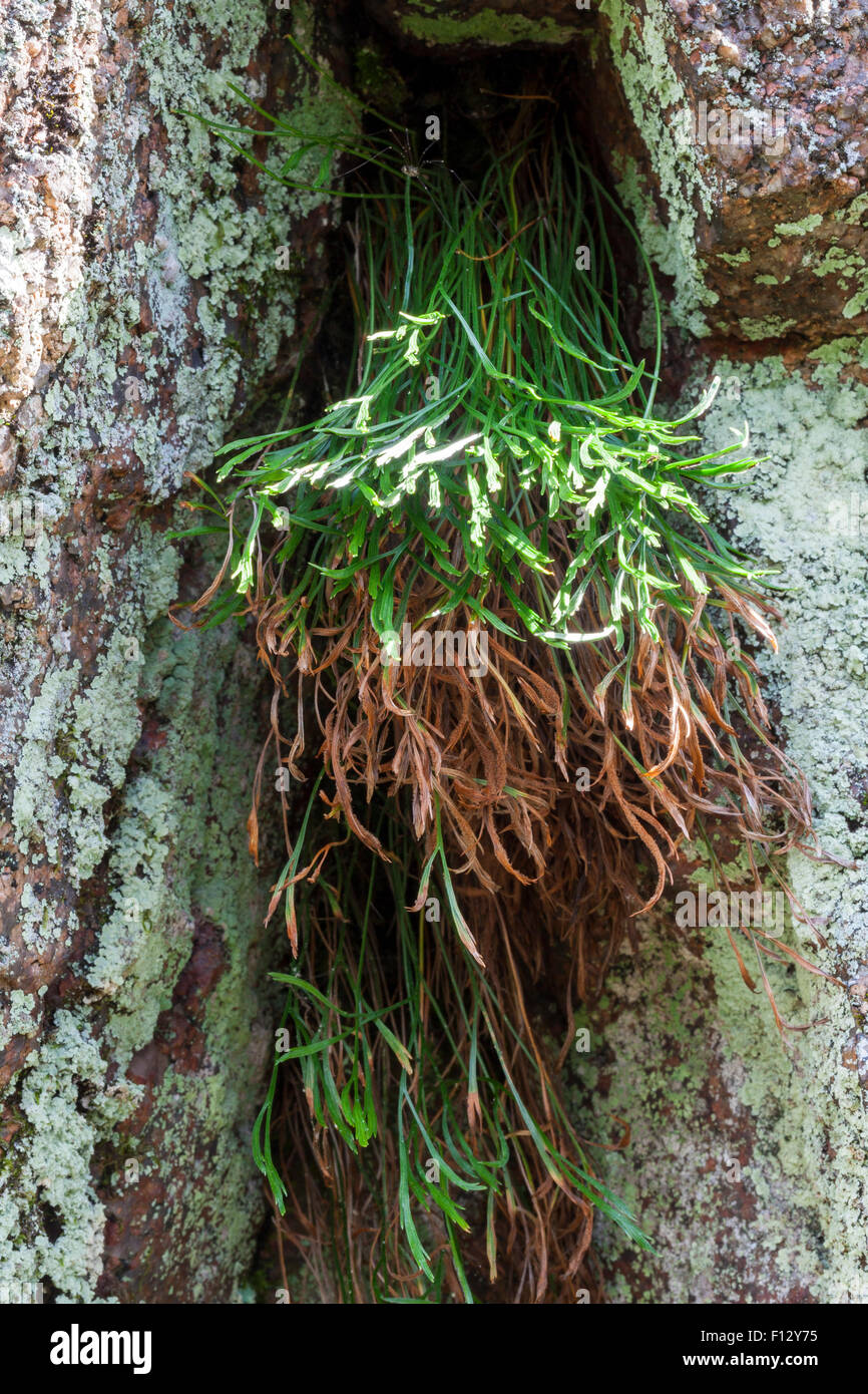 Forked Spleenwort (Asplenium septentrionale) Stock Photo