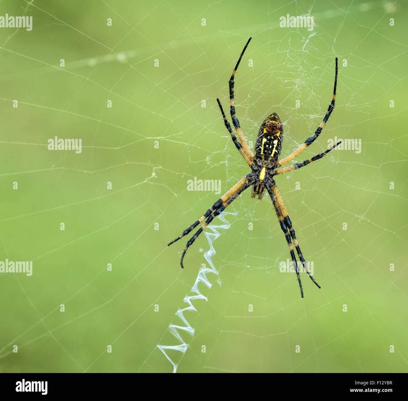 Black and Yellow Garden spider (Argiope aurantia) making a web Stock Photo