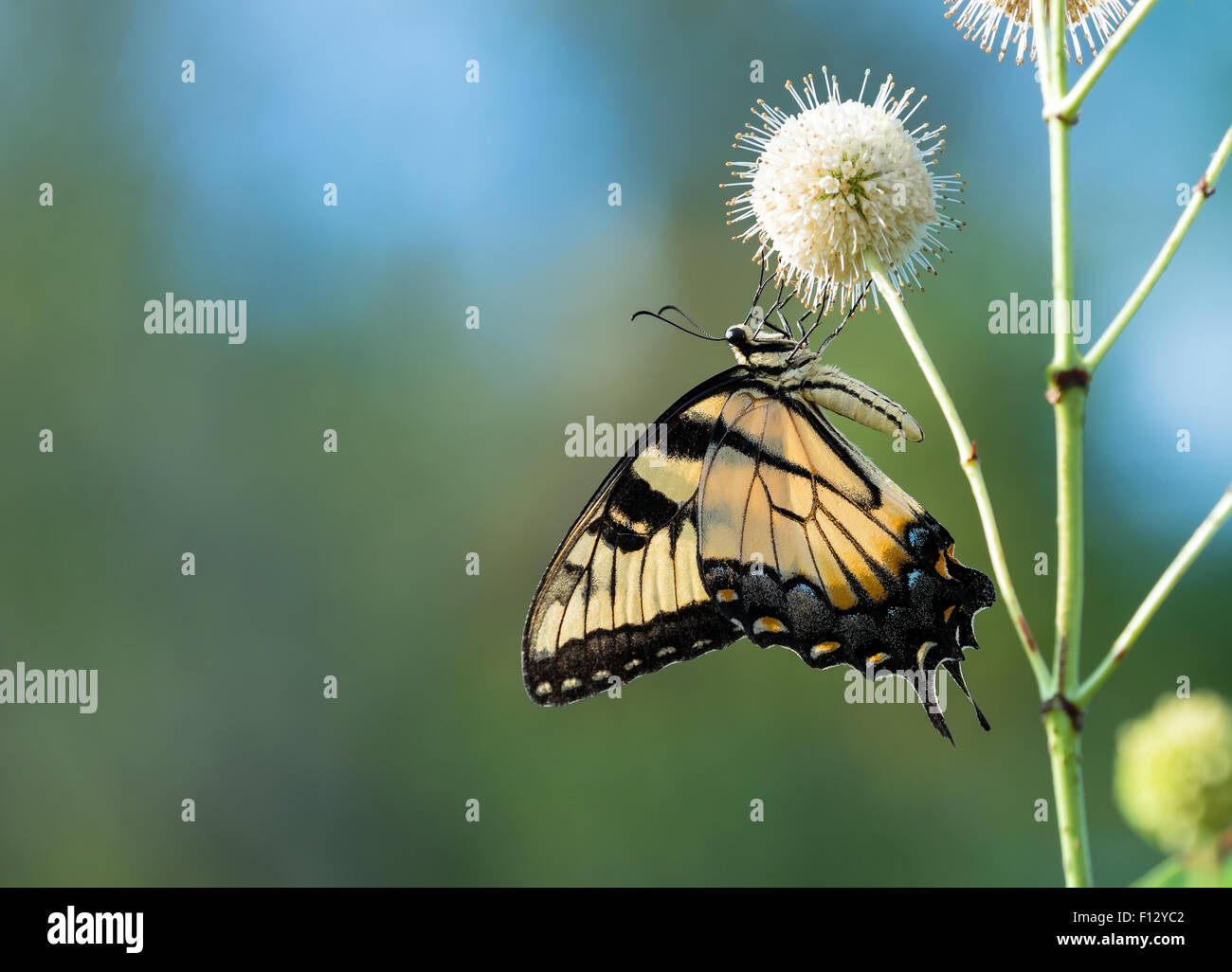 Eastern Tiger Swallowtail butterfly (Papilio glaucus) feeding on buttonbush flowers Stock Photo