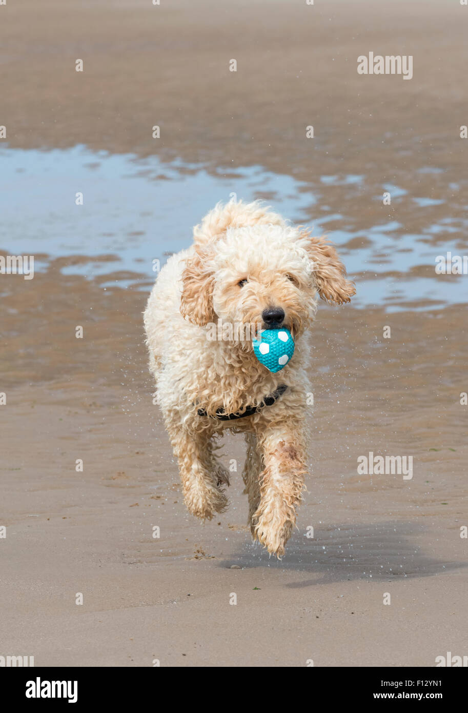Labradoodle dog running on a sandy beach carrying a ball in his mouth. Blackpool, Lancashire Stock Photo