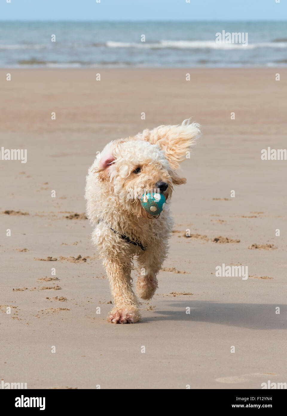 Hairy Labradoodle dog running on a sandy beach with a ball in his mouth. Blackpool, Lancashire Stock Photo