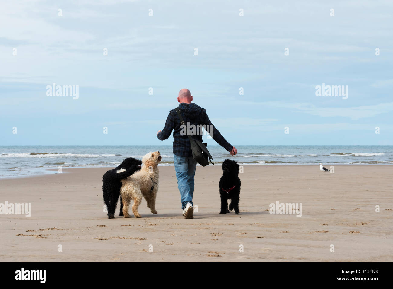 Man and his three dogs walking on a sandy beach. Blackpool, Lancashire